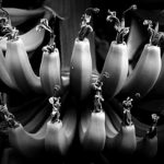The road to sequencing the banana genome