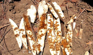 Brown Streak Disease