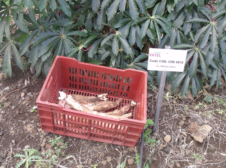 Cassava in 3 P Center