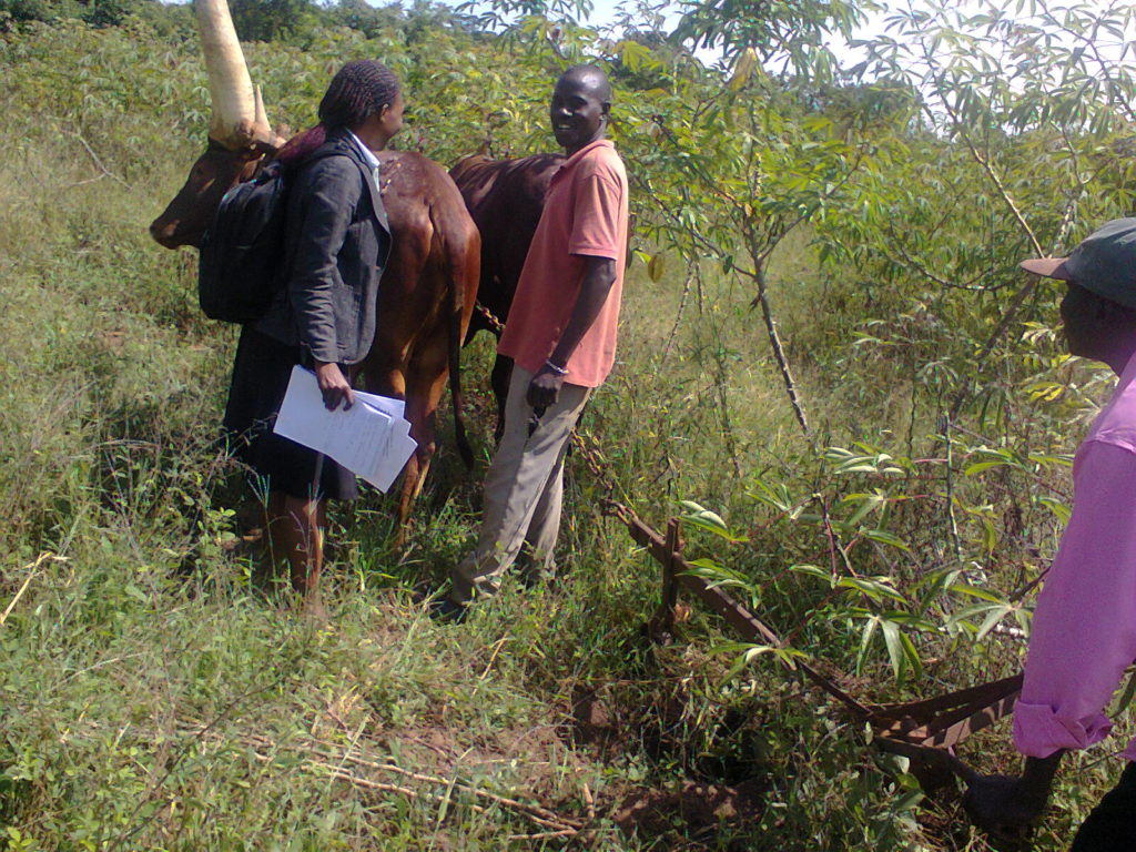 Paula with male cassava farmers as they demonstrated use oxen in land preparation for cassava production