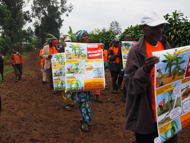 ILAC project on BXW in DR Congo