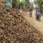 cassava_Vietnam