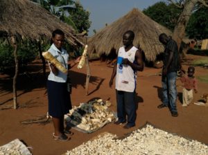 Paula holding two cassava roots during a visit to cassava farmer (in the white t-shirt) in the Apac district, one of her study sites.