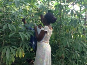 Paula and a farmer picking cassava leaf samples in one of the farmer's cassava gardens to be used for studying genetic diversity of cassava varieties.