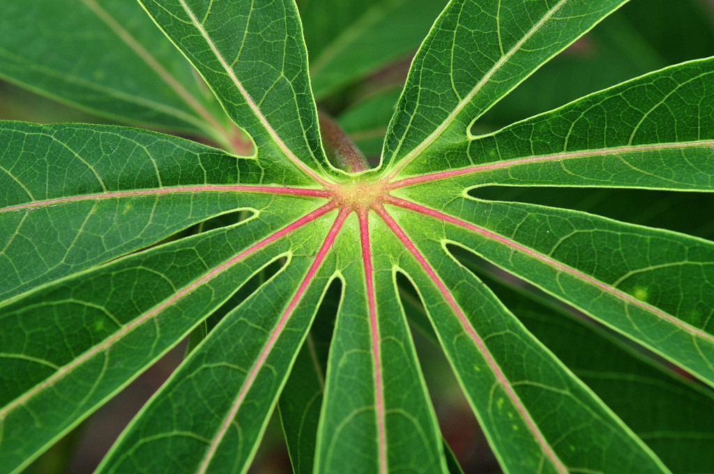 Cassava. Photo by N.Palmer/CIAT