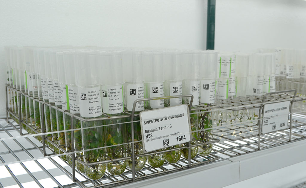 Sweetpotato germplasm at the CIP genebank. Photo: CIP
