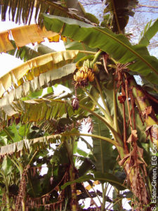 Field of bananas infected with Xanthomonas wilt, a devastating bacterial disease found only in Eastern Africa.