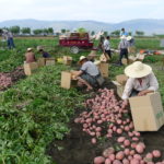 Farmers harvesting Qingshu 9 potato in China. Photo K.Xie/CIP