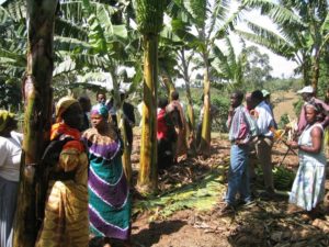 Photo: C.Staver/Bioversity