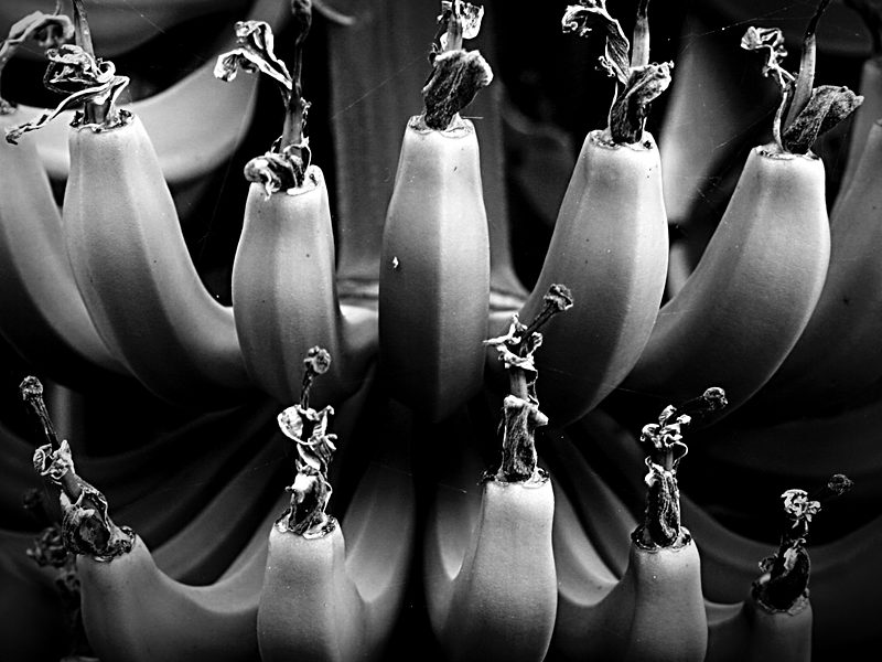 The road to sequencing the banana genome