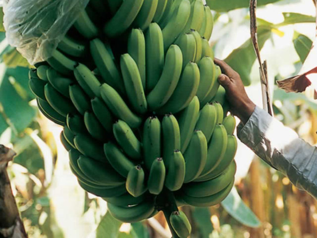 Best bets for banana research: Priority Setting to increase development impact
