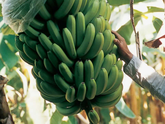 Global Musa Expert Workshop: Production constraints, yield gaps, and research strategies for smallholder banana production