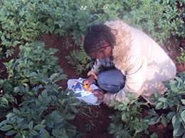 Studying a New Threat to the Potato Farmers of East Africa