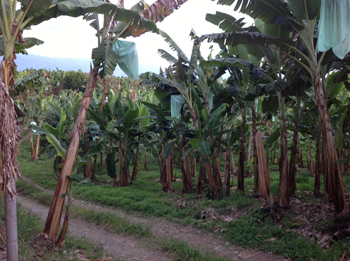 Banana Survey Results to be used to Select Research Options at Expert Uganda Workshop