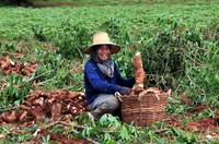 Long-life cassava won’t work – but longer-life could be the answer