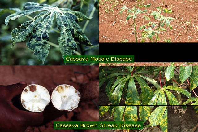 Mosaic and Brown Streak Disease in Cassava