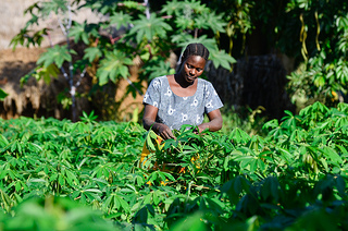 "Game changing technologies" needed to fight cassava diseases