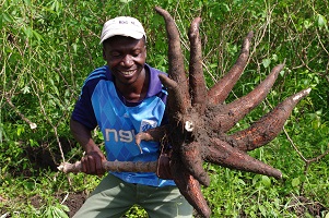 In Cameroon, a dynamic cassava value chain with weaknesses