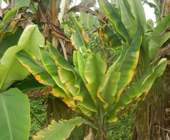 RTB partners on alert over the spread of Banana Bunchy Top Disease in West Africa