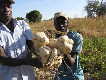 In Burkina Faso, the sweetpotato practically promotes itself