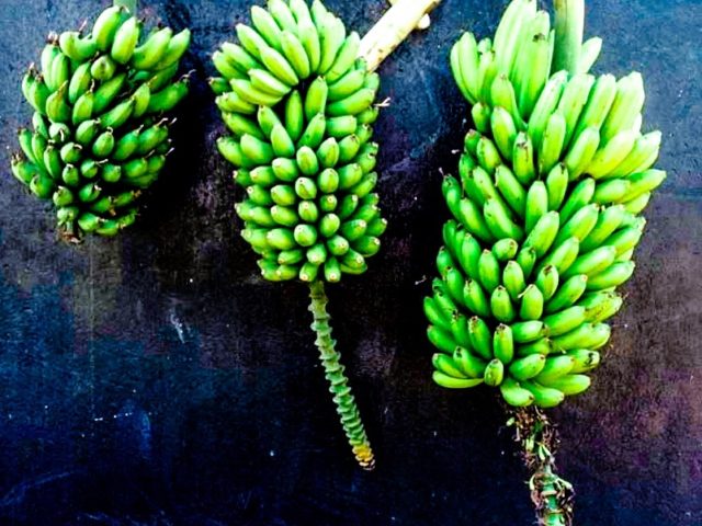 Banana beverages hold potential for improving livelihoods in East Africa