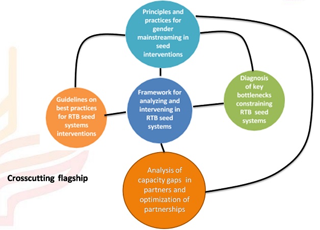 Accelerating learning and tackling bottlenecks through a conceptual framework for roots, tubers and bananas seed systems