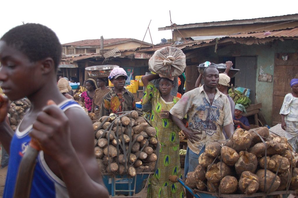 Yams Raising the profile of the “King of Crops” CGIAR Research