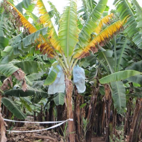 New banana disease to Africa found in Mozambique