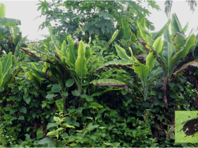 RTB centers and partners prepare to battle Banana Bunchy Top Disease across Sub-Saharan Africa