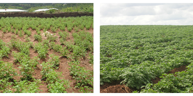 Simulated potato yield gaps in Sub-Saharan Africa exceed the best on-station trial yields