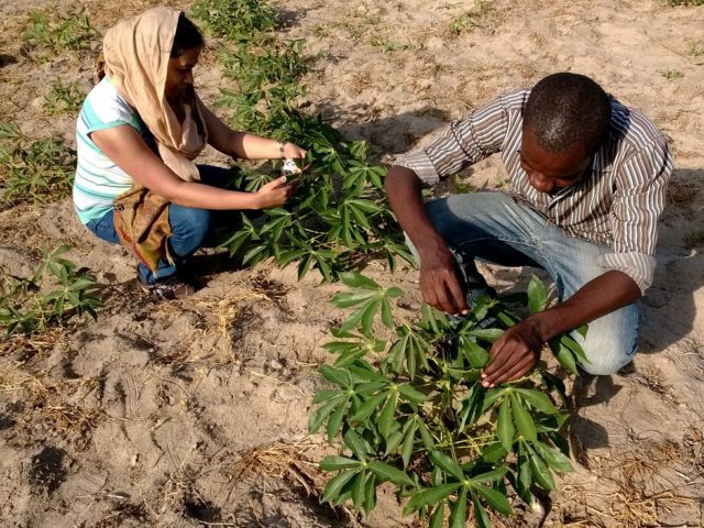 International experts gather to address diseases threatening Africa’s cassava production