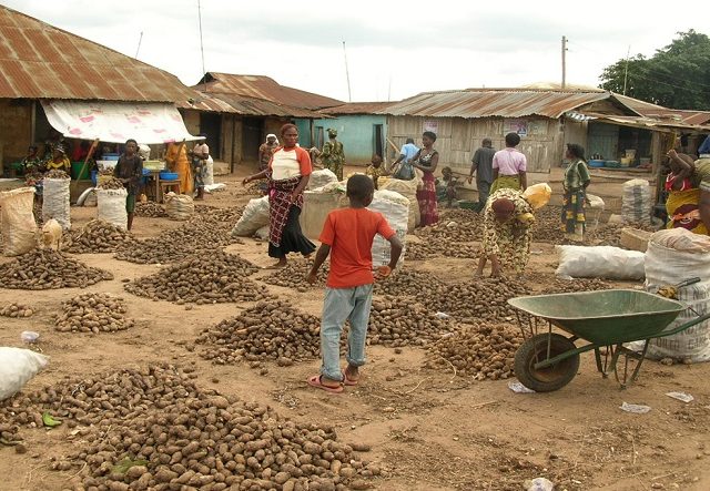 Cocoyam's potential for nutrition and income still to be tapped