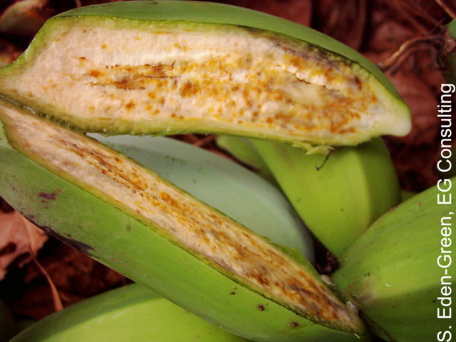 Controlling Banana Xanthomonas Wilt with the single diseased stem removal technique