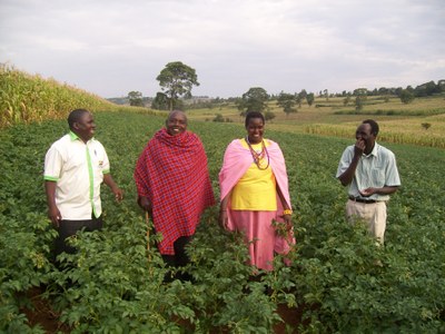 Forging the impact pathway to better potato harvests in Africa