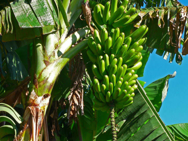 Unravelling the banana's genomic potential: ISHS/ProMusa held symposium in Brisbane, Australia