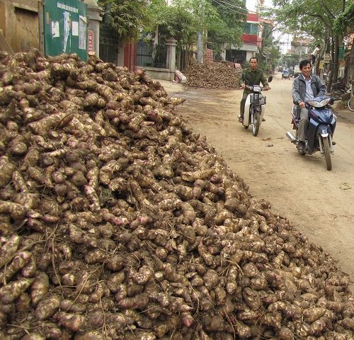 Addressing postharvest losses in cassava value chains