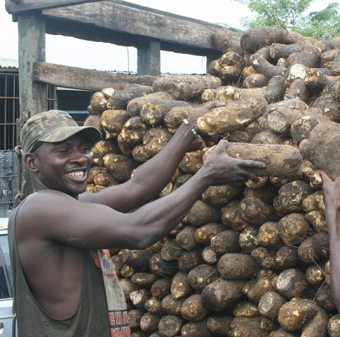 Yams: Raising the profile of the “King of Crops”