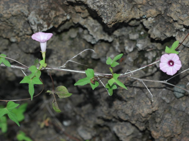 Conservation of crop wild relatives of sweetpotato is key to crop improvement