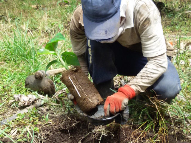 Clean planting material to combat Moko disease of plantains in Latin America