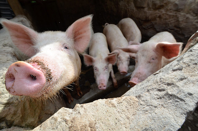 Roots, tubers and banana plants: Next-generation pig feeds for Uganda