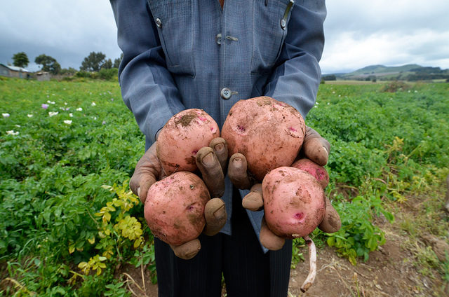 New evidence supports integrated seed health strategy as best option for raising potato yields