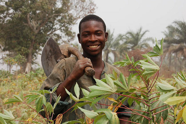 New project to develop cassava seed businesses will enhance quality seed access, increase productivity and generate income in Nigeria