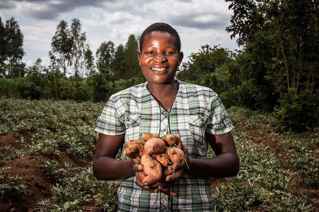 Potato and Sweetpotato in Africa: Transforming the Value Chains for Food and Nutrition Security