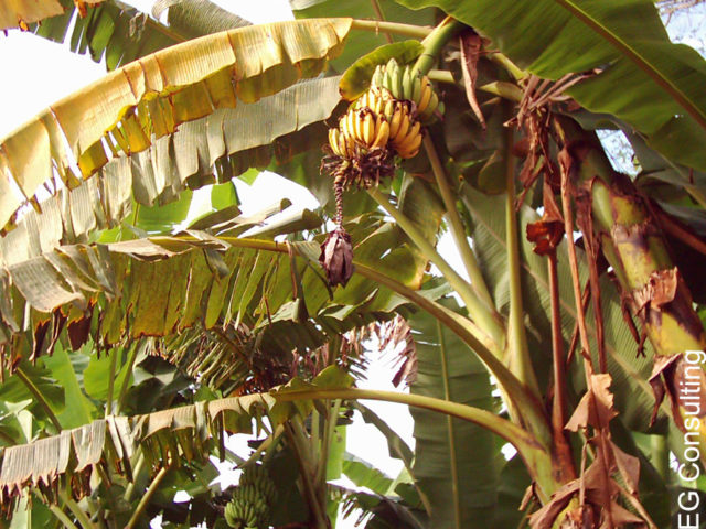Farmer-Friendly Method Controls Banana Xanthomonas Wilt Disease