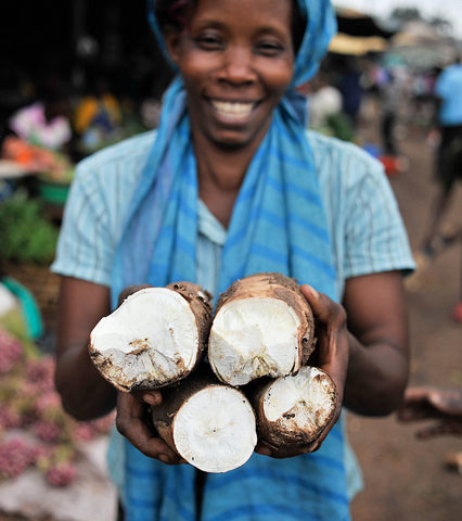 Queen's Anniversary Prize for ground-breaking work on cassava  awarded to RTB partner, NRI