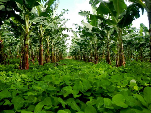 Agroecological approaches to promote innovative banana production systems