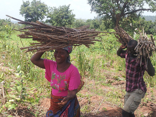New project to build commercially sustainable cassava seed system in Nigeria