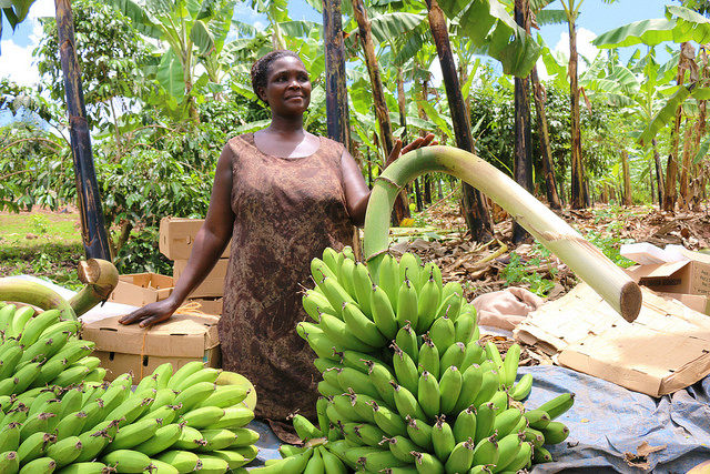 Adding value and reducing postharvest losses in Uganda’s cooking banana value chain