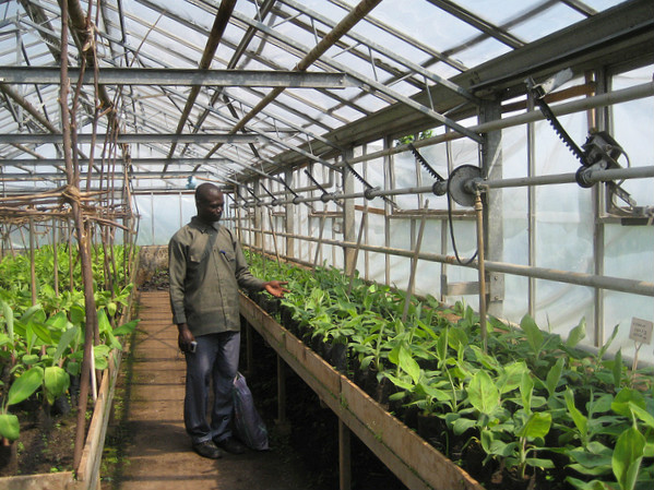 Banana research in Africa: modern breeding techniques, regulatory and biosafety issues