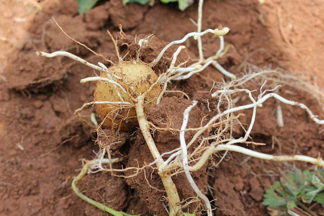 Understanding potato seed degeneration to increase yields in Ecuador